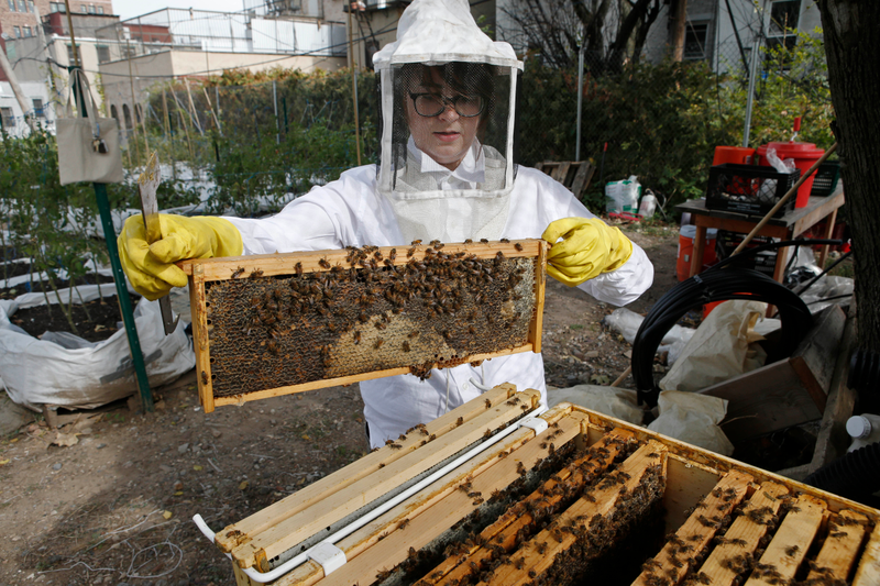 Beekeeper Kellen Henry replaces her Feedback Farms hive in the Bedford-Stuyvesant section of Brooklyn, in New York. AP Photo/Kathy Willens